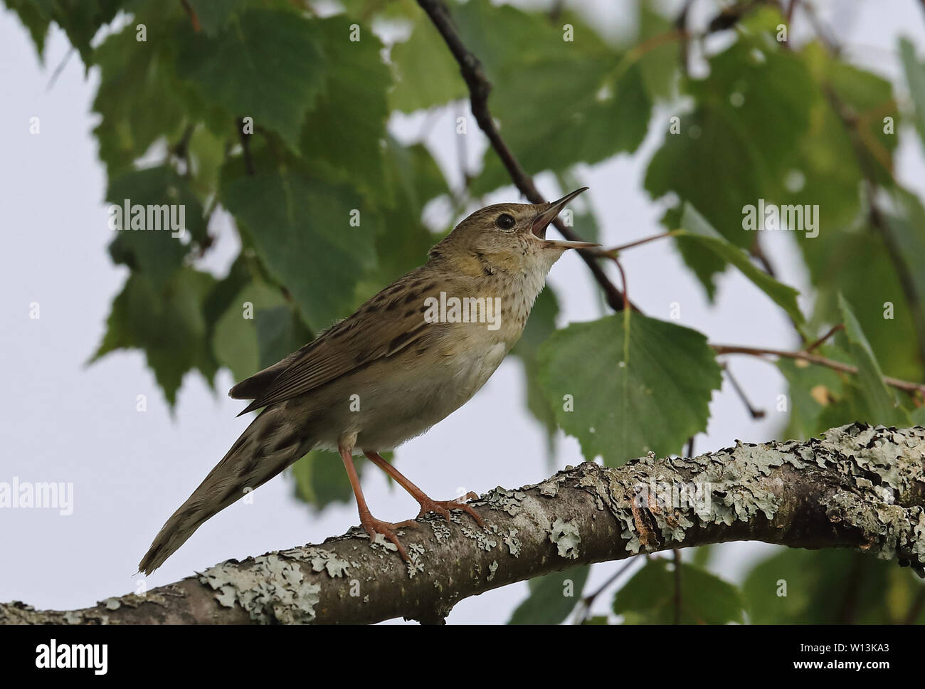 Gewöhnlicher Grasshopper-Waldsänger, der von einer Birke singt Stockfoto