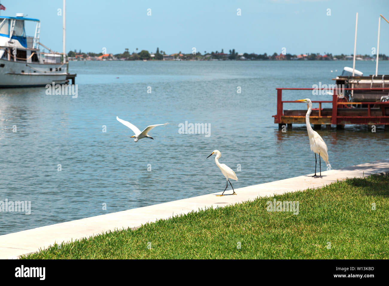 Drei Snowy Reiher am Ufer in der Nähe von Klein Bootsplatz, zwei ständige und andere einem Tiefflug über Wasser in Saint Petersburg, Florida, USA. Stockfoto