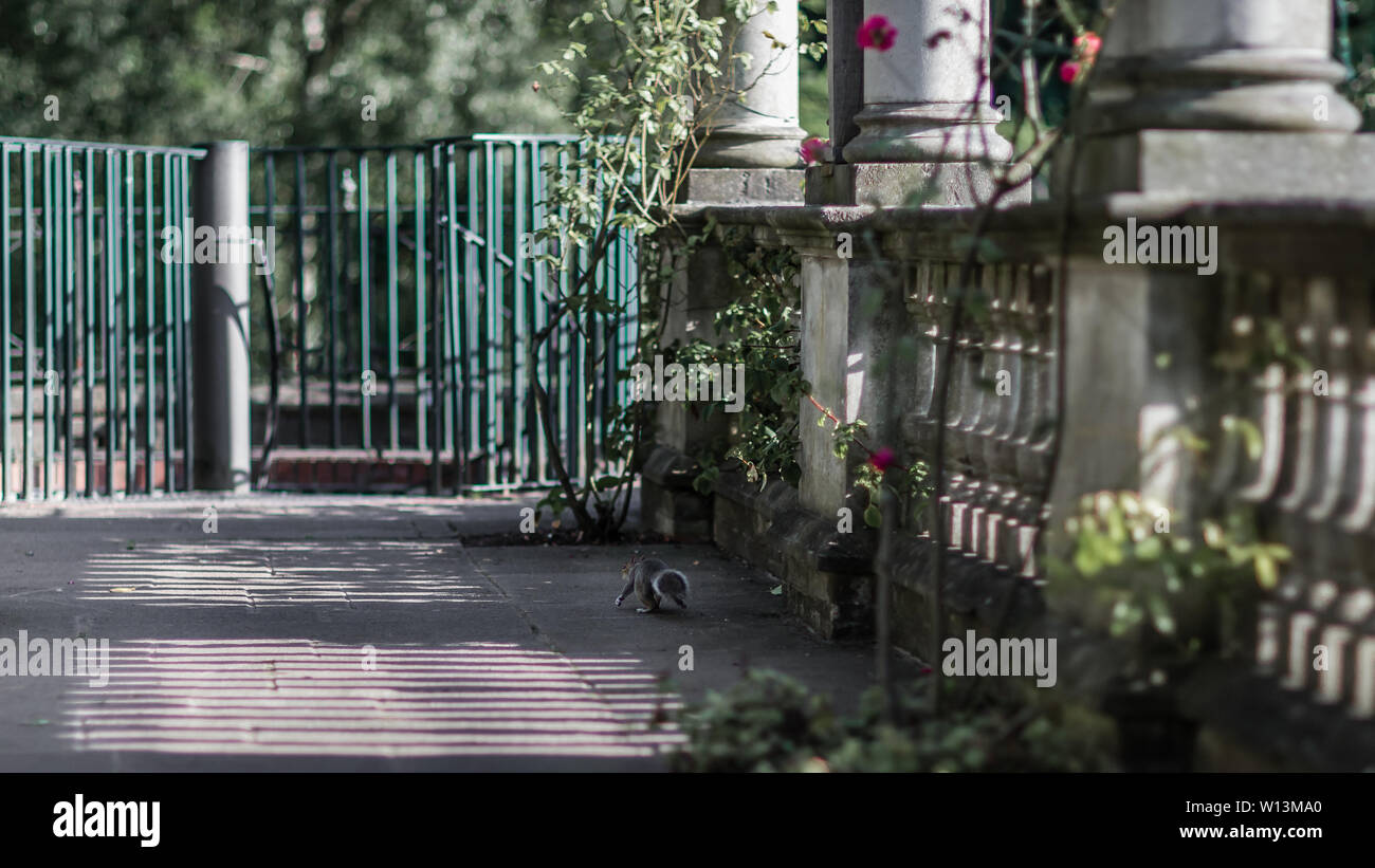 Ein einsamer Eichhörnchen genießt ein wenig Freiheit in einer schönen Umgebung in London. Stockfoto