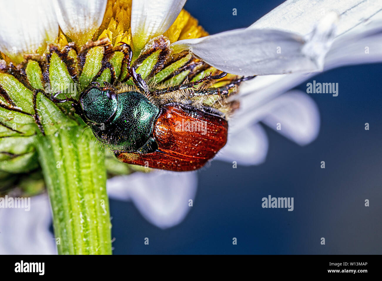 Garten Käfer Käfer unter einem Daisy hocken Stockfoto