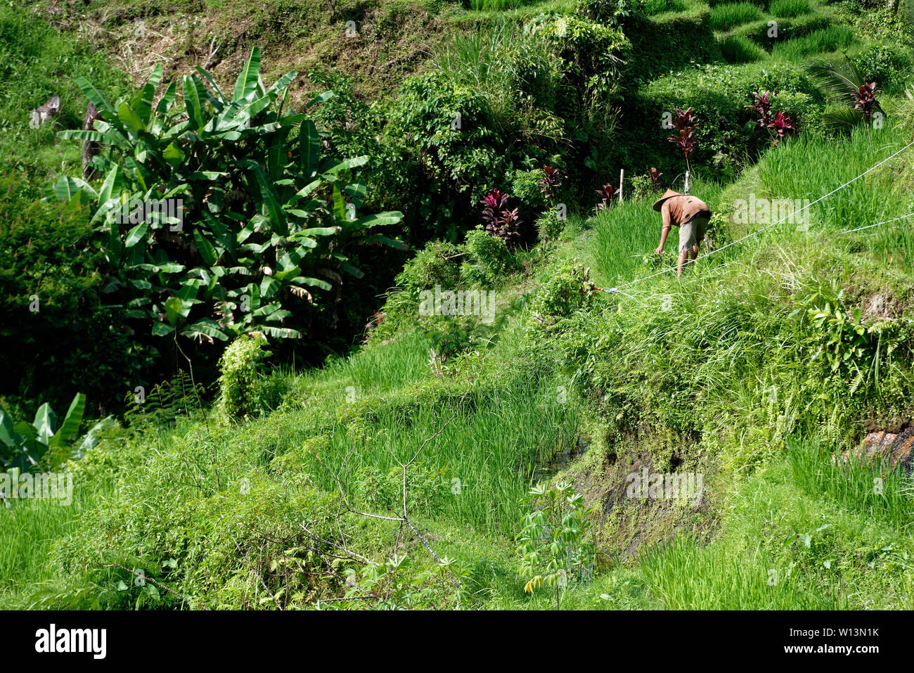 Mann in konischer hat die Aufrechterhaltung der Reisfelder in Tegallalang, in der Nähe von Ubud, Bali, Indonesien Stockfoto