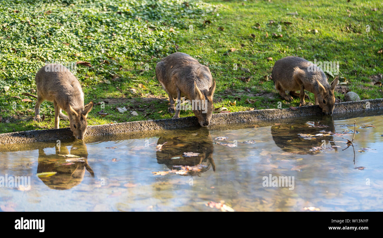 Patagonian Mara, Dolichotis patagonum. Diese großen Verwandte der Meerschweinchen sind in der patagonischen Steppe Argentiniens, sondern leben in anderen Bereichen Stockfoto