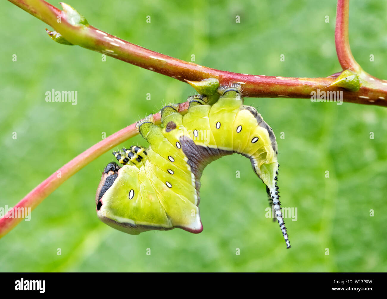 Junge Larve (Caterpillar) der Puss Moth (Cerura vinula) auf einer Pappel. Es nimmt eine bedrohliche Haltung, wenn es gestört ist Stockfoto Junge Larve (Caterpillar) der Puss Moth (Cerura vinula) auf einer Pappel. Es nimmt eine bedrohliche Haltung, wenn es gestört ist Stockfoto