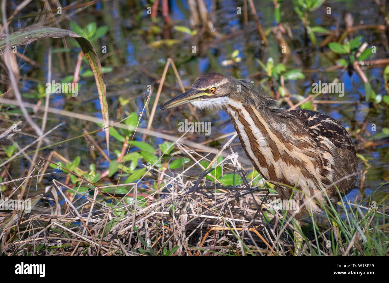 Sehr gut getarnter amerikanischer Bitterenvogel Stockfoto