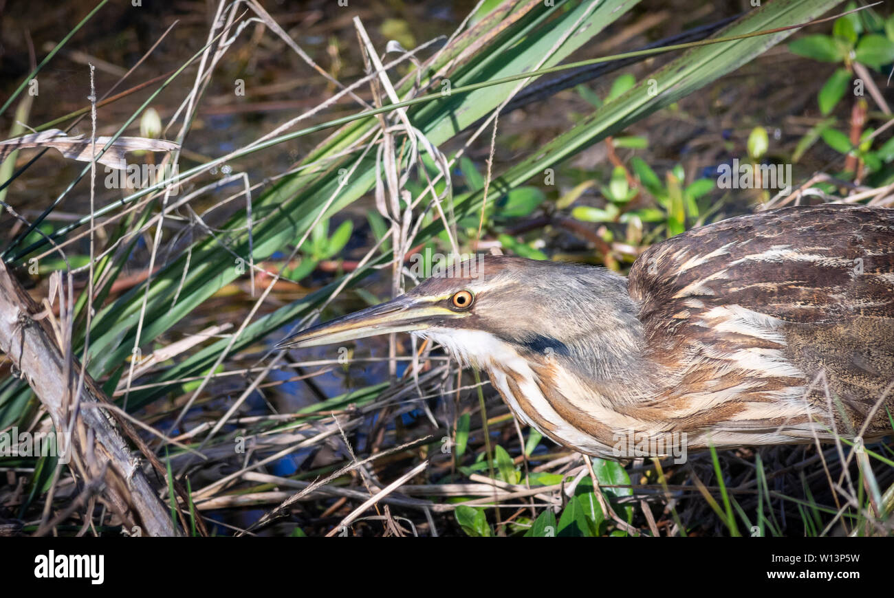 Sehr gut getarnter amerikanischer Bitterenvogel Stockfoto