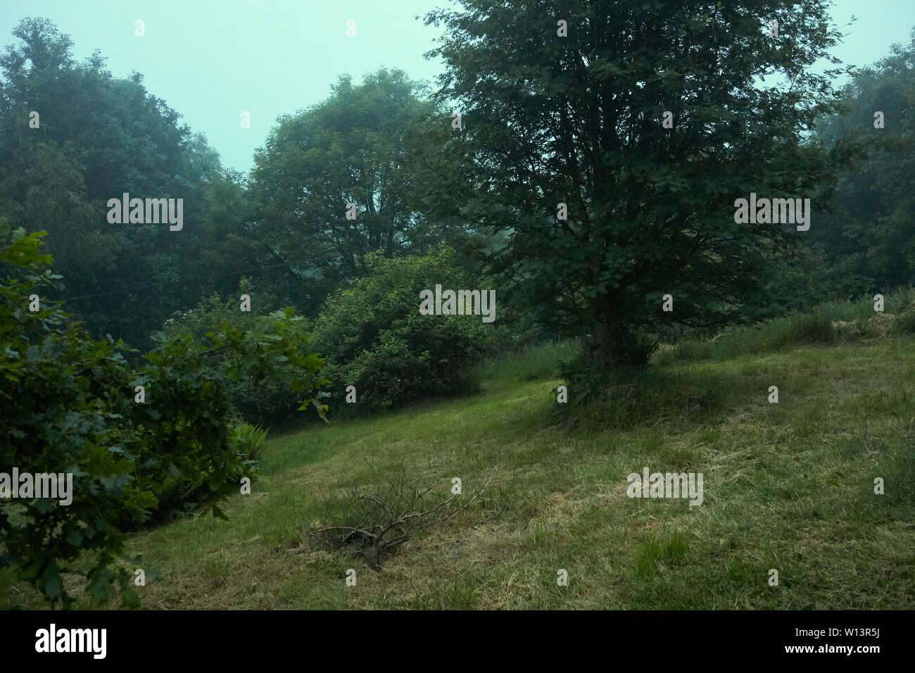 Eine Misty Am Spaten Abend Um 10 00 Uhr Ish Und Wald Beginnt In