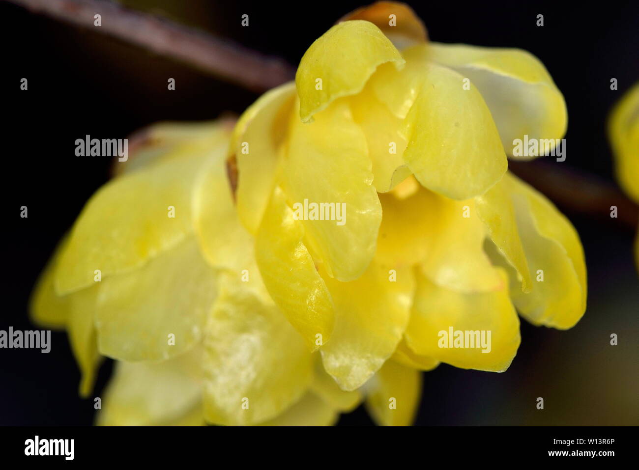 Plum flower Stockfoto
