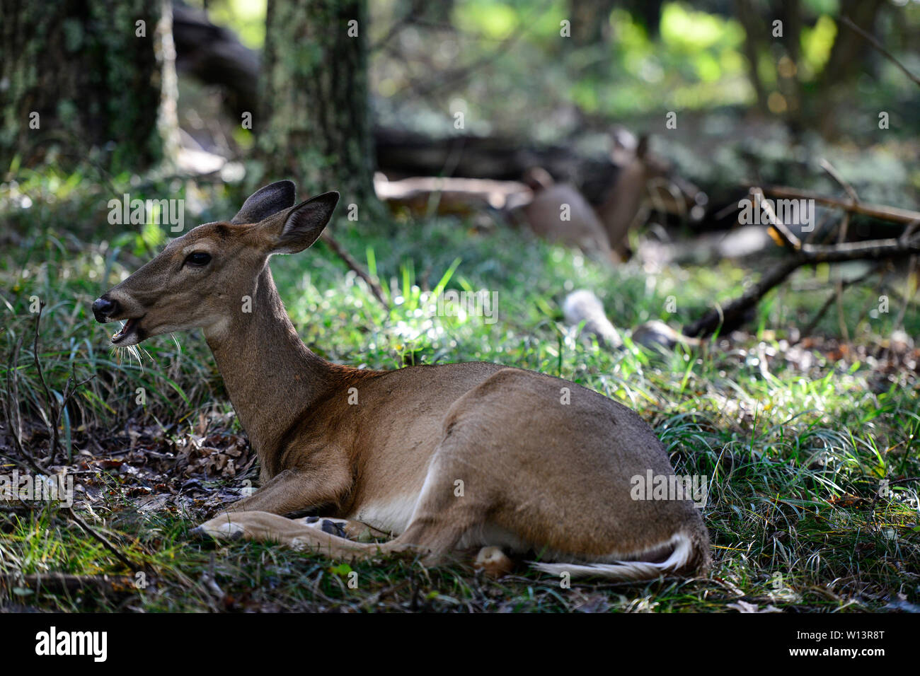 Safari Virginia Hirsch Tierfigur Mehrfarbig - Realistisches Lehrmittel Für Kinder