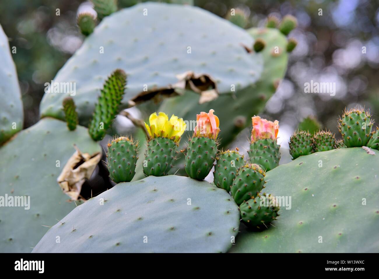 Flowering Cactus Greece Stockfotos und  bilder Kaufen   Alamy