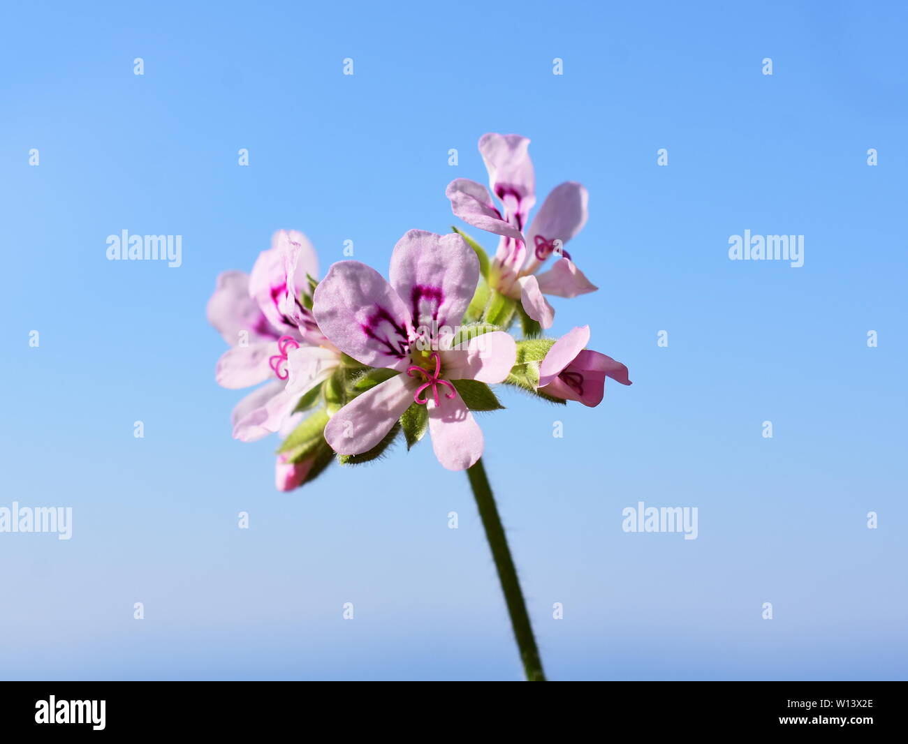 Pelargonium crispum die Zitrone duftenden Geranien auf blauen Himmel Hintergrund Stockfoto