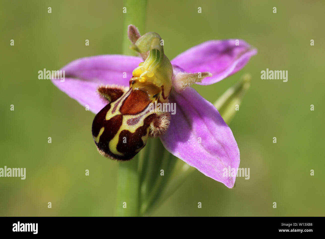 Biene Orchidee Ophrys apifera Stockfoto
