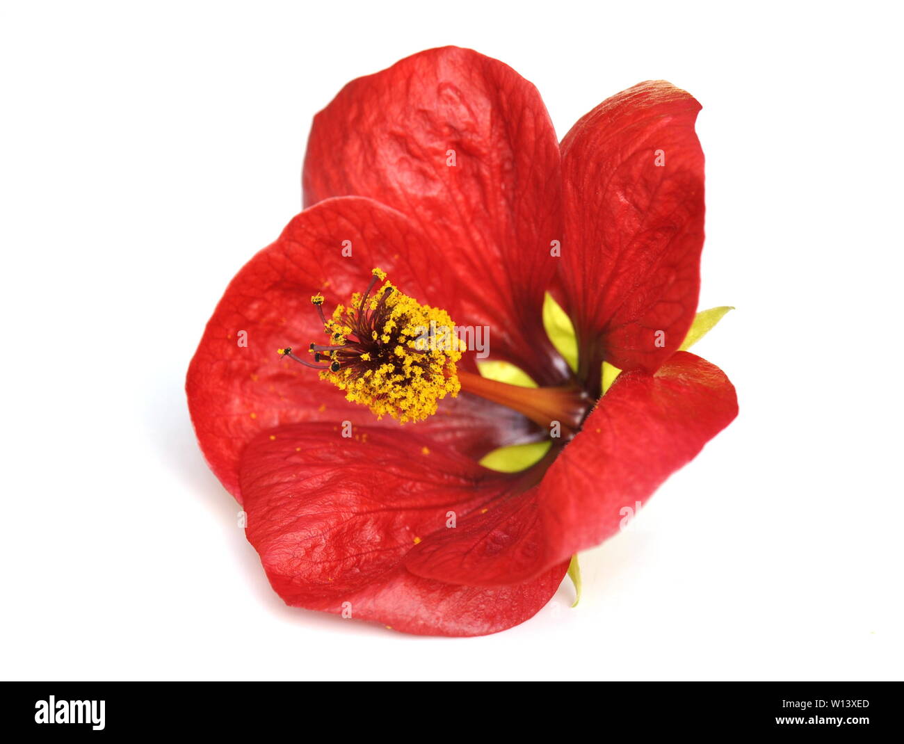 Red indische Malve Blume auf weißem Hintergrund Stockfoto