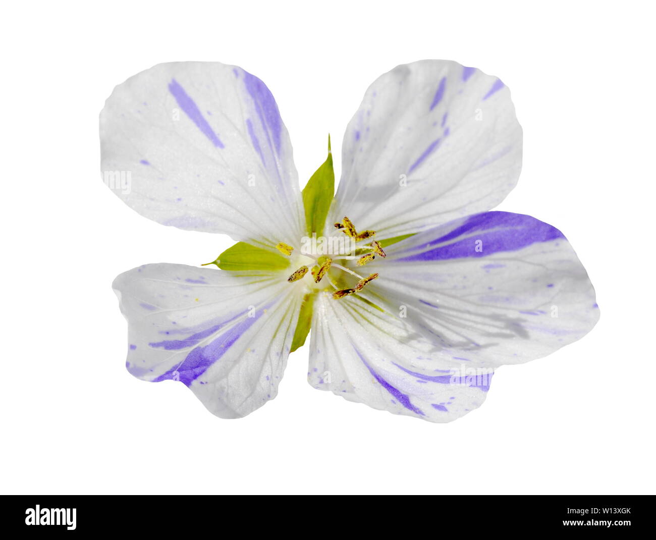 Lila und Weiß cranesbill Blume auf weißem Hintergrund Stockfoto