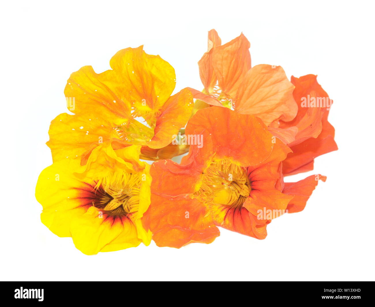 Kapuzinerkresse Blumen auf weißem Hintergrund Stockfoto