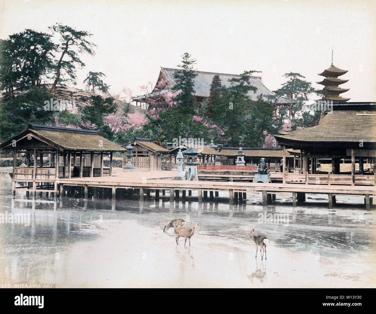 [1890s Japan - Itsukushima Jinja Schrein, Hiroshima] - Allgemeine Ansicht der Itsukushima-Schrein auf der Insel Miyajima, Hiroshima. Heilige sind Rehe wandern in den Vordergrund, eine Pagode kann im Hintergrund gesehen werden. 19 Vintage albumen Foto. Stockfoto