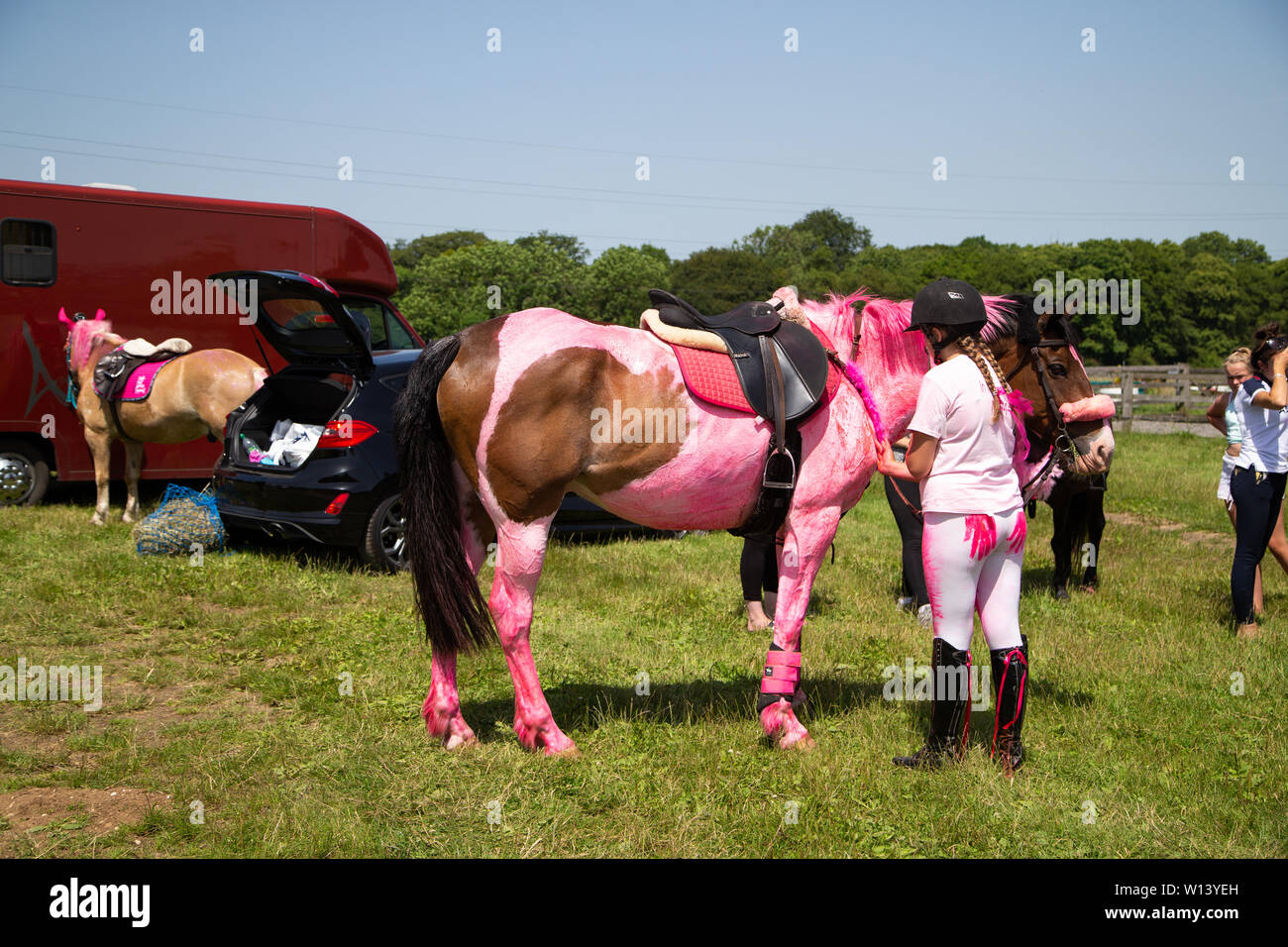 Seeburg, Kent. Samstag 29 Juni 2019, Fahrt für das Leben am Tor der Zünfte. Pferde und Reiter lackiert rosa mit Rosa bereit für die Charity Event. Stockfoto