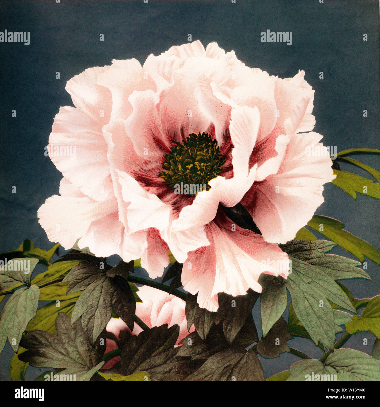 [1890s Japan-tree peony Flowers]-Tree Peony von kazumasa Ogawa. In Japan veröffentlicht wurde, beschrieben und illustriert durch die Japanische", herausgegeben von Kapitän Frank Brinkley und 1897 von den J.B. Hirse Gesellschaft veröffentlicht. 19 Vintage Lichtdruck drucken. Stockfoto