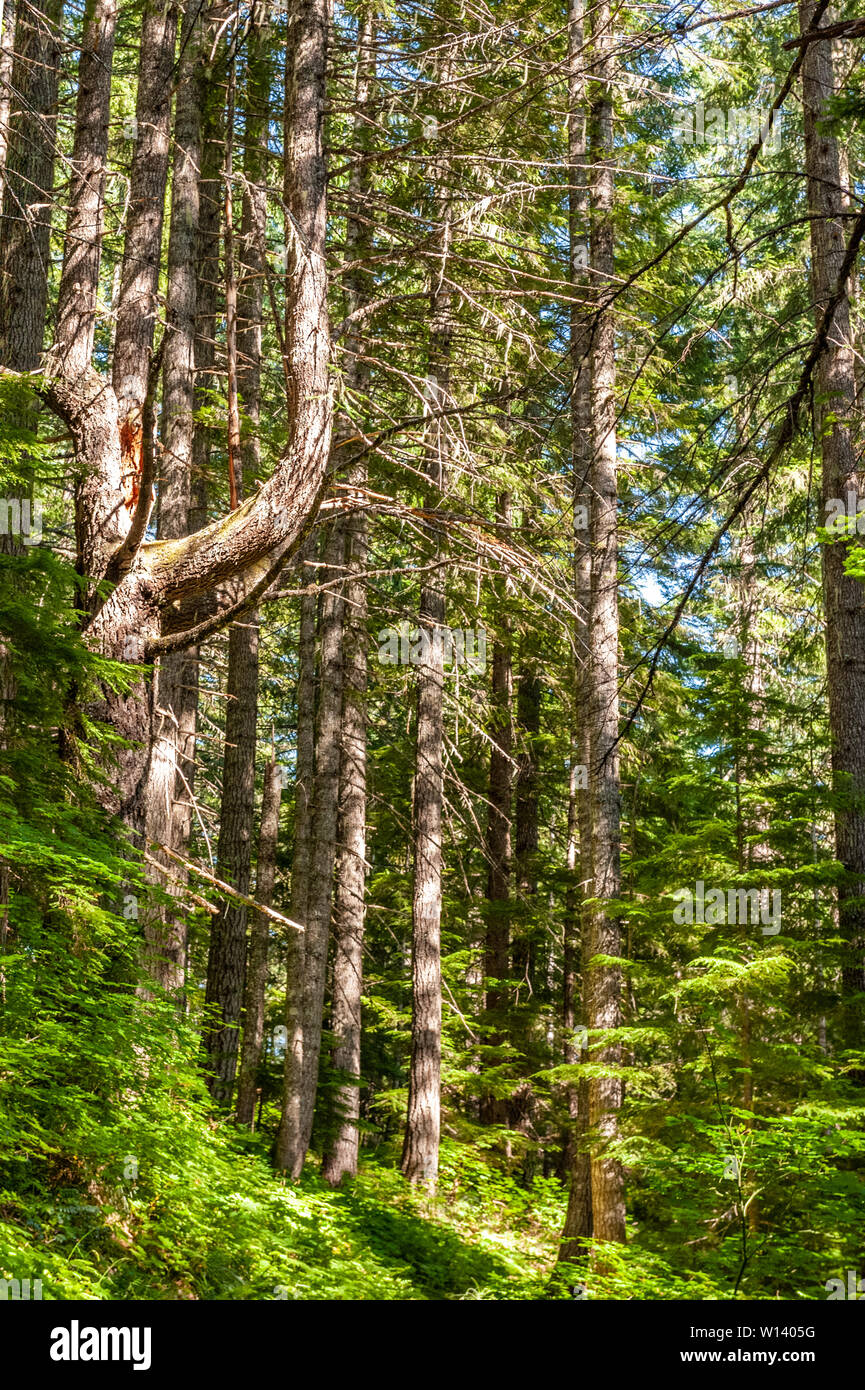 Eindruck von der dichten Wald an den Hängen des Mount Rainier, in der Nähe der Box Canyon. Stockfoto