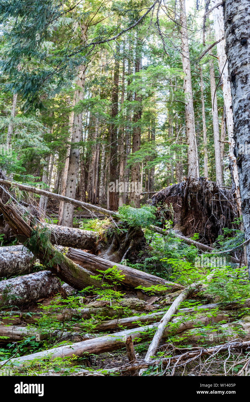 Eindruck von der dichten Wald an den Hängen des Mount Rainier, in der Nähe der Box Canyon. Stockfoto