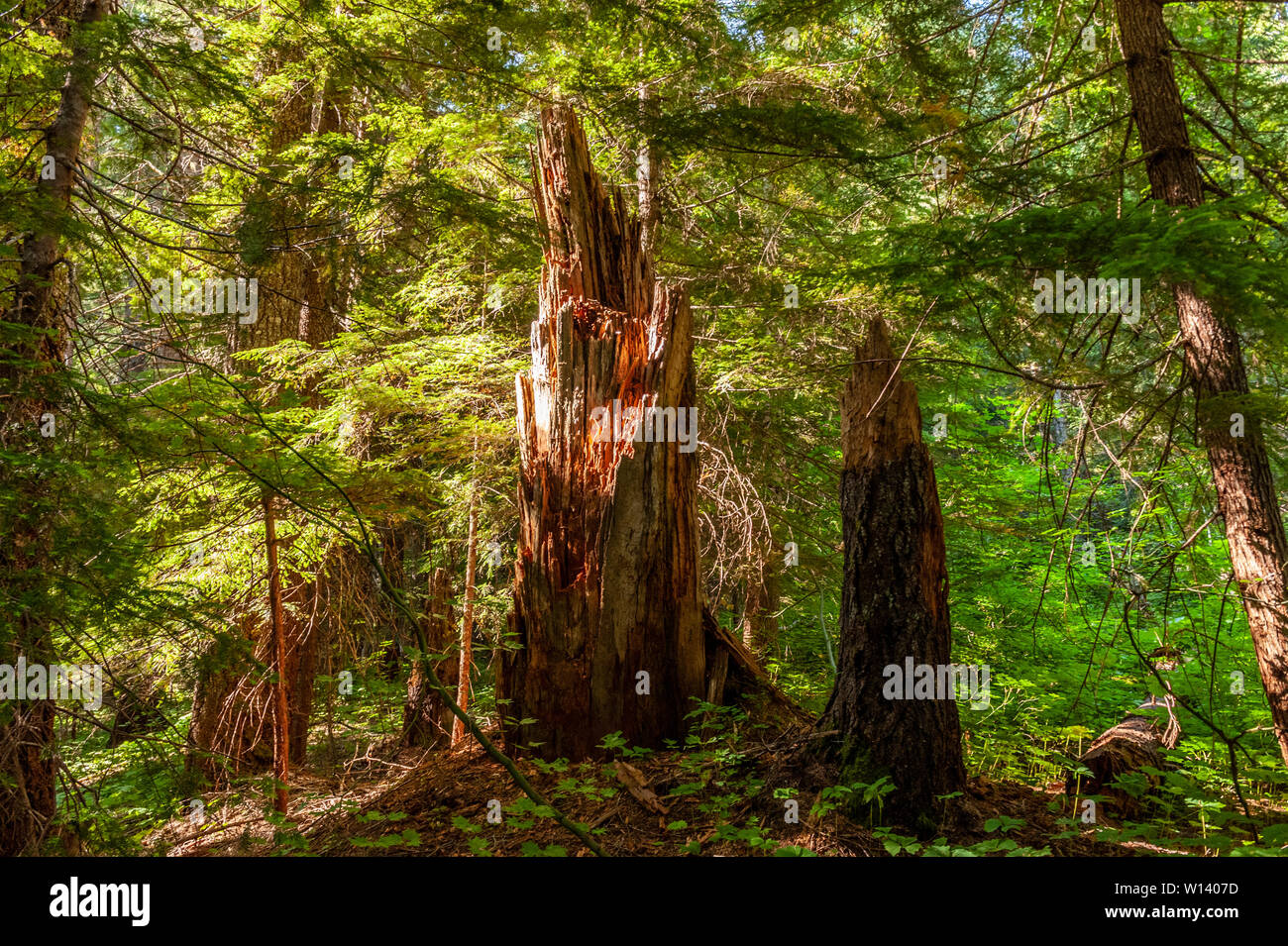 Eindruck von der dichten Wald an den Hängen des Mount Rainier, in der Nähe der Box Canyon. Stockfoto