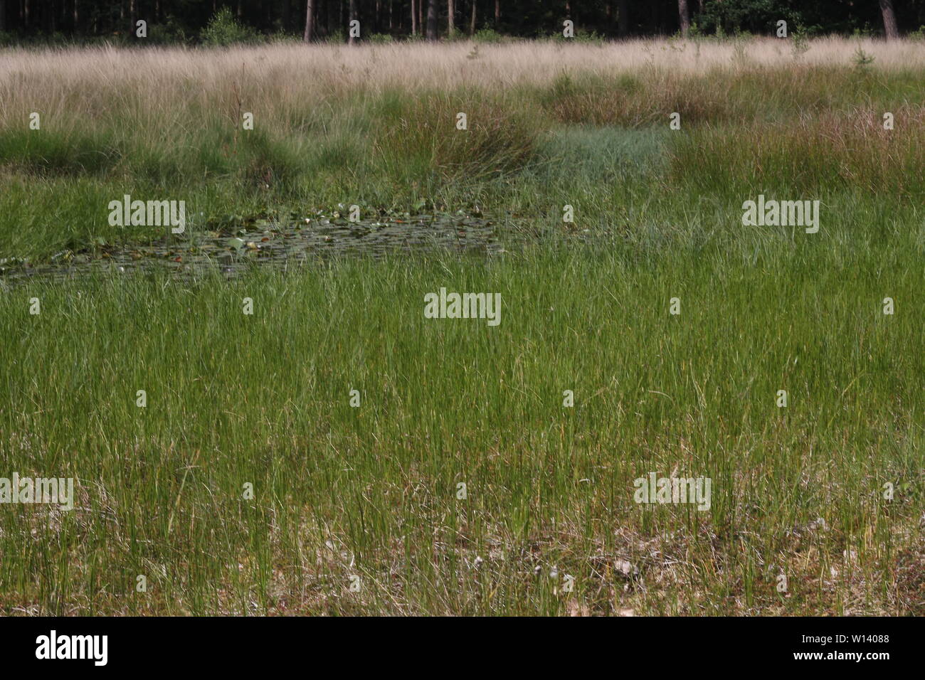 Dichten Rasen von Rannoch - Rush (Scheuchzeria palustris) an einen Wasserkocher-Loch in der Nähe von Klein Berssen, Deutschland Stockfoto