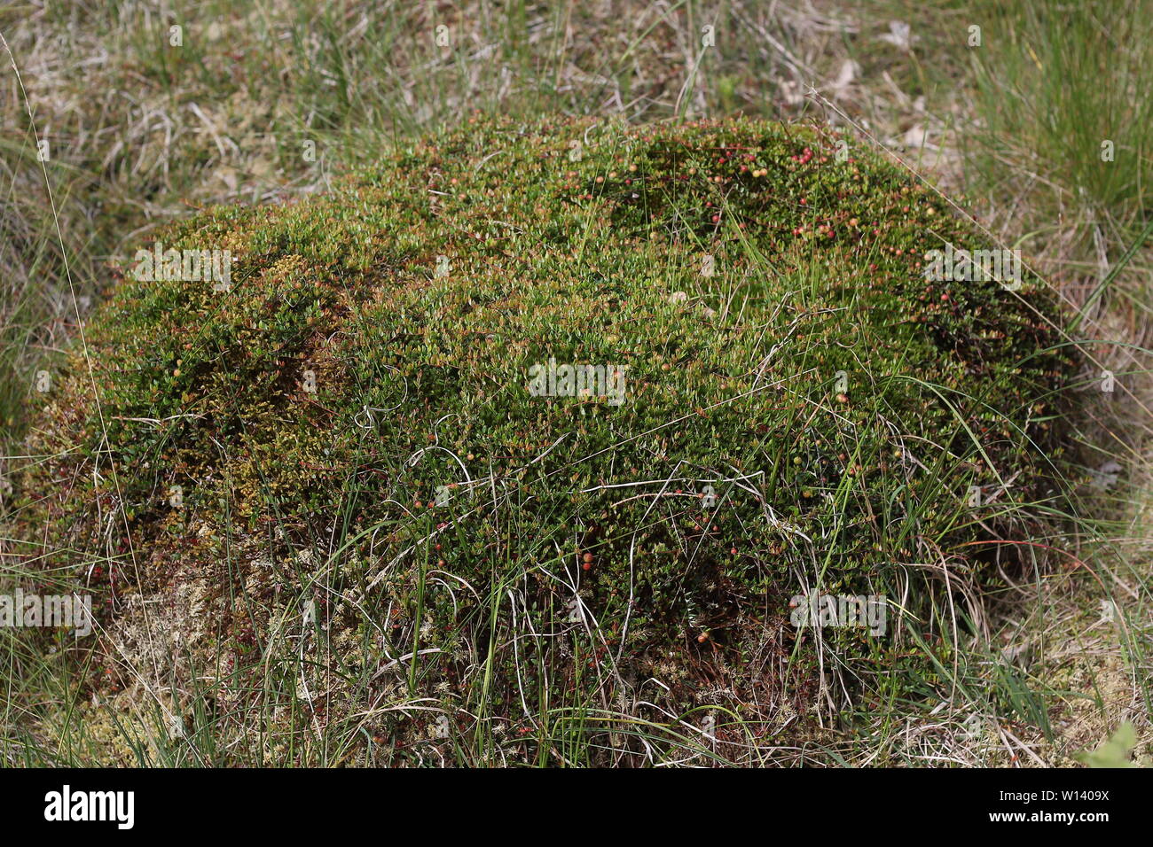 Wohn Sphagnum hummock mit Preiselbeeren (Oxycoccus Palustris) an einen Wasserkocher-Loch in der Nähe von Klein Berssen, Deutschland Stockfoto