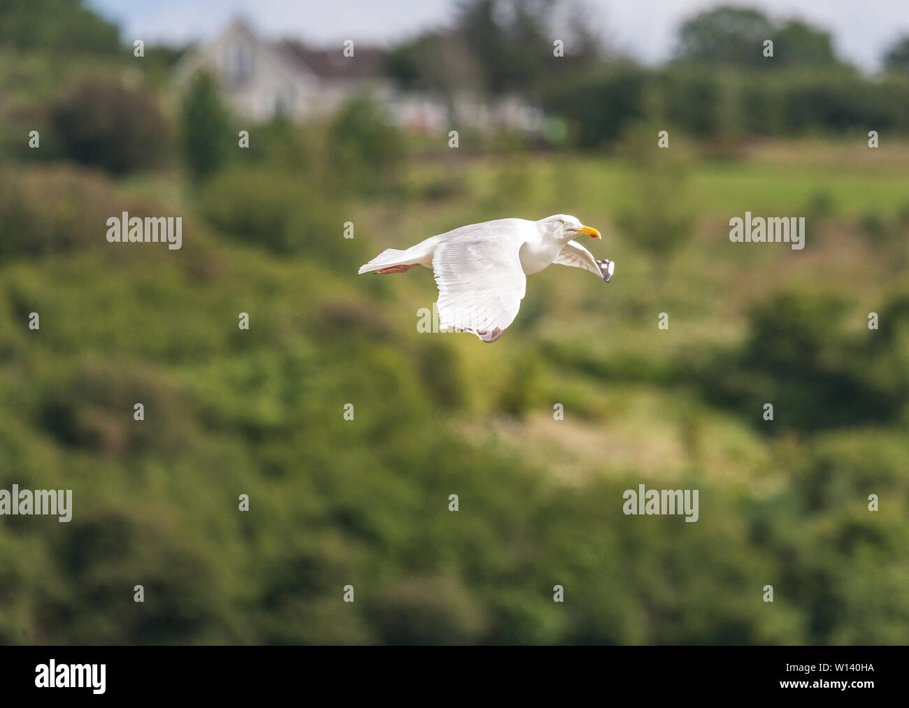 Kinsale, Cork, Irland. 29 Juni, 2019. Möwen fliegen über einen Picknickplatz Spülsystem für Lebensmittel hinter von Besuchern in Kinsale, Co Cork nach links. Stockfoto