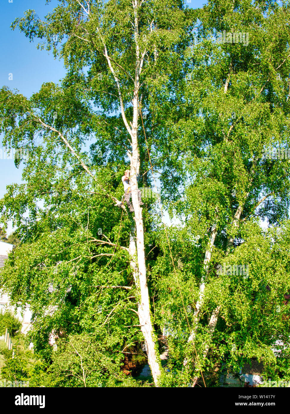 Ausgereifte Professionelle männlichen Baum Trimmer high Top in Birke Schneiden von Ästen mit Gas betriebene Kettensäge und mit Kopfbedeckung für sichere Auftrag angehängt. Das Fachleute Stockfoto