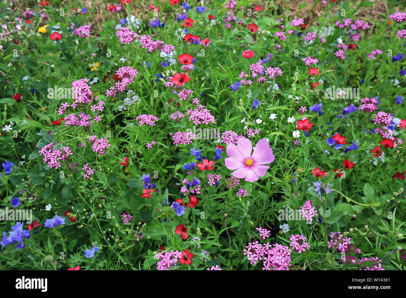 Blumenwiese im Sommer mit verschiedenen bunten Blumen. Diese bunte Pracht Stockfoto