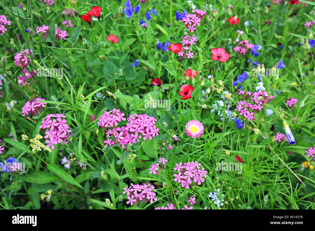 Blumenwiese im Sommer mit verschiedenen bunten Blumen. Diese bunte Pracht Stockfoto