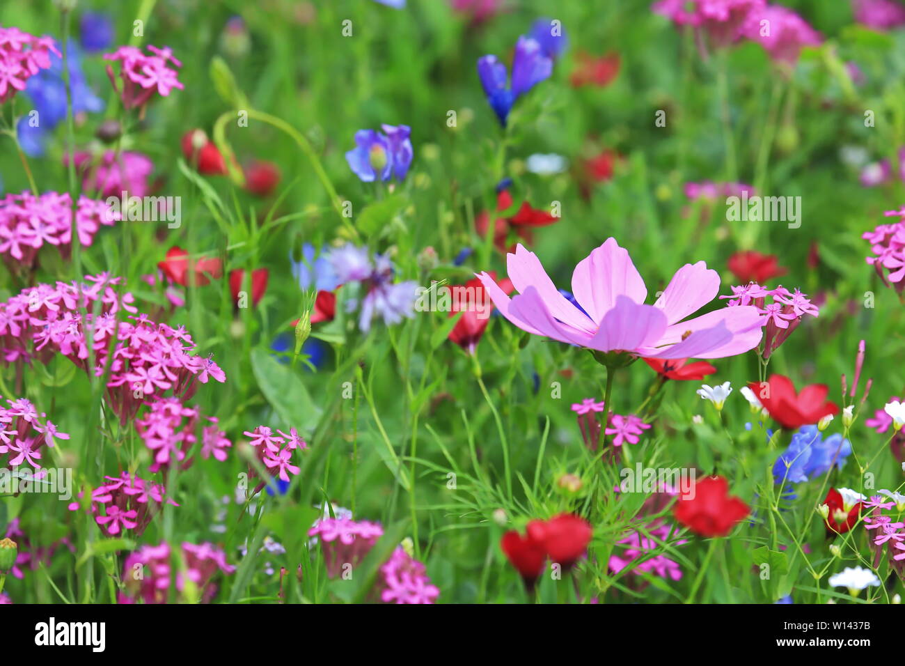 Blumenwiese im Sommer mit verschiedenen bunten Blumen. Diese bunte Pracht Stockfoto
