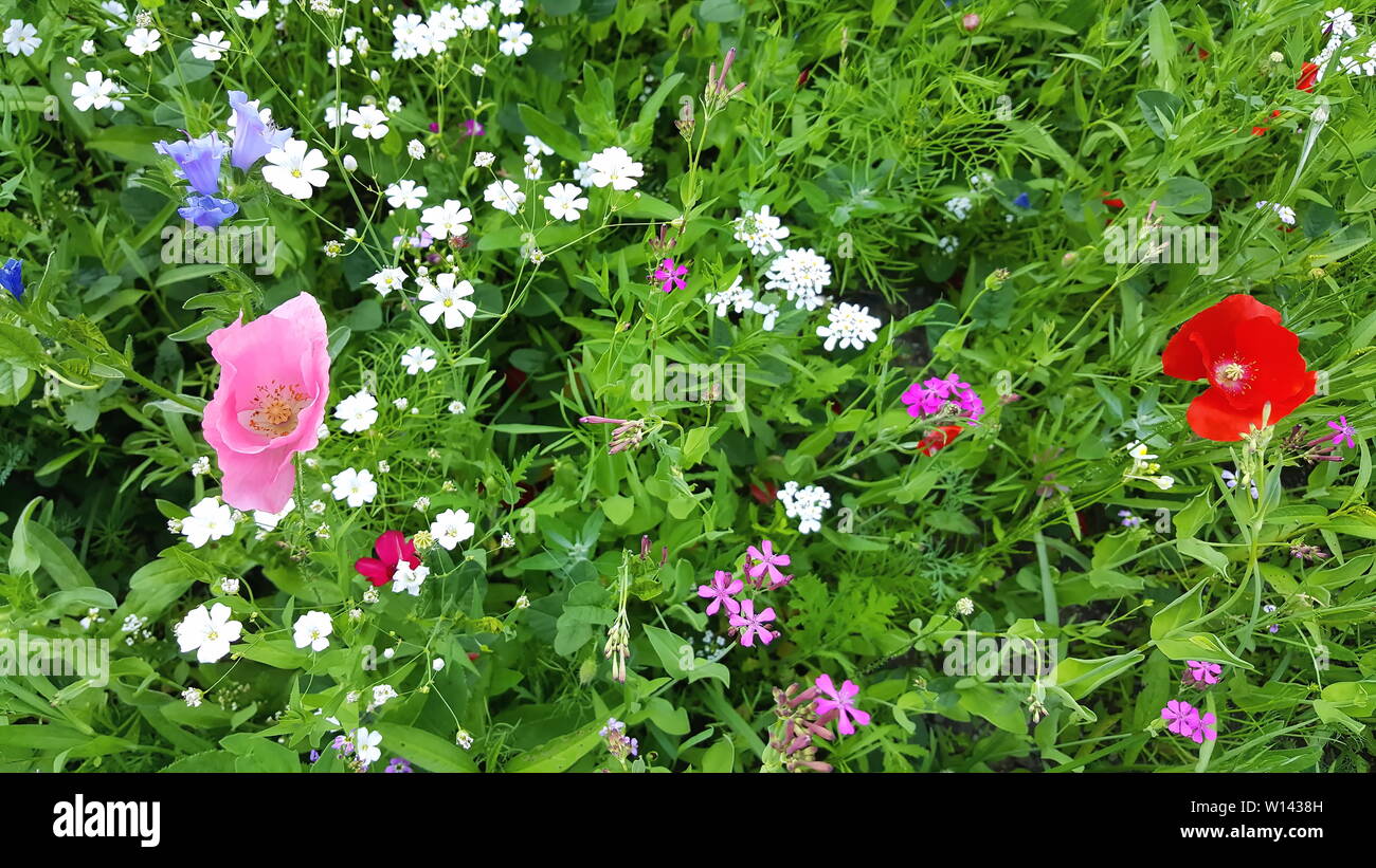 Blumenwiese im Sommer mit verschiedenen bunten Blumen. Diese bunte Pracht Stockfoto