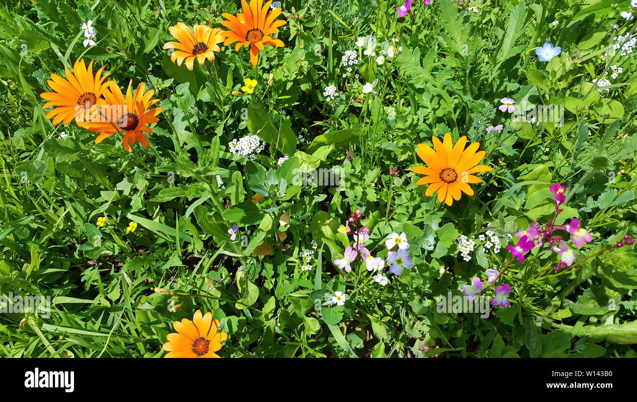 Blumenwiese im Sommer mit verschiedenen bunten Blumen. Diese bunte Pracht Stockfoto