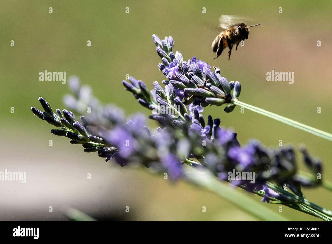 30. Juni 2019, Nordrhein-Westfalen, Köln: eine Biene fliegt über Lavendel Blüten Nektar zu sammeln. Foto: Federico Gambarini/dpa Stockfoto