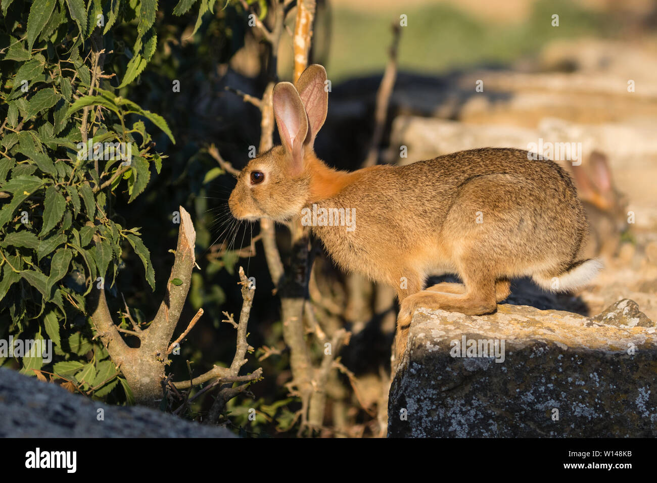 Europäische Kaninchen (Oryctolagus cuniculus) essen Blatt und Zweig der Celtis Australis, Lleida, Katalonien, Spanien Stockfoto