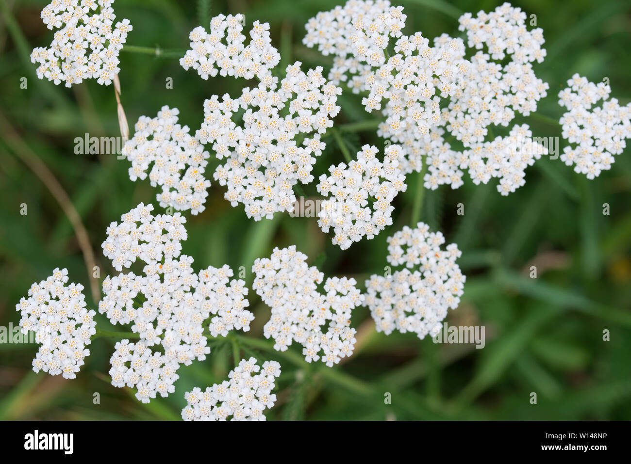 Achillea millefolium, Schafgarbe weiße Blumen Makro Stockfoto
