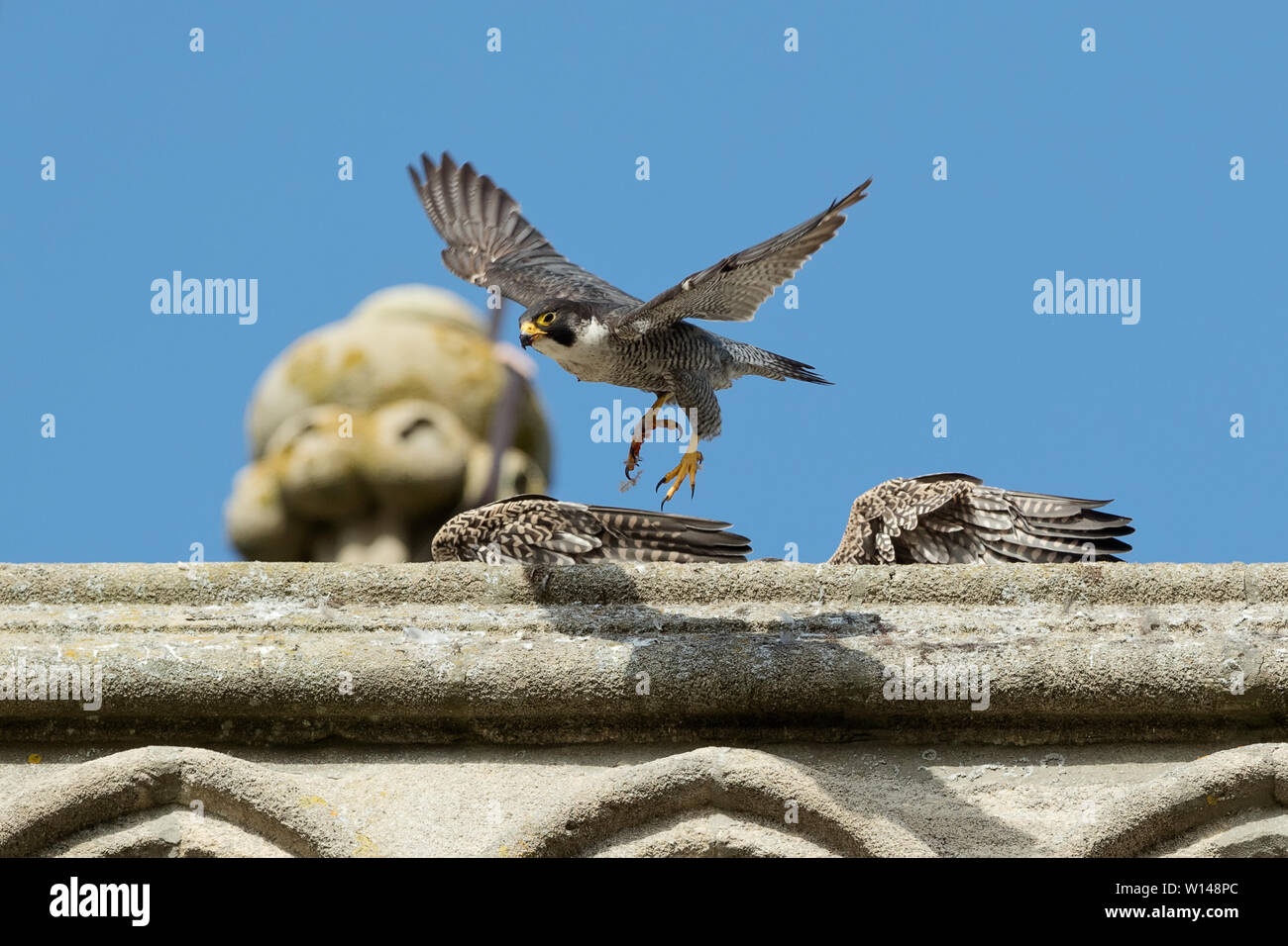 Wanderfalke (FALCO PEREGRINUS) Fliegen nach der Fütterung zwei Jugendliche auf eine Kirche in der Nähe der Nest-Website, Hampshire, Großbritannien Stockfoto