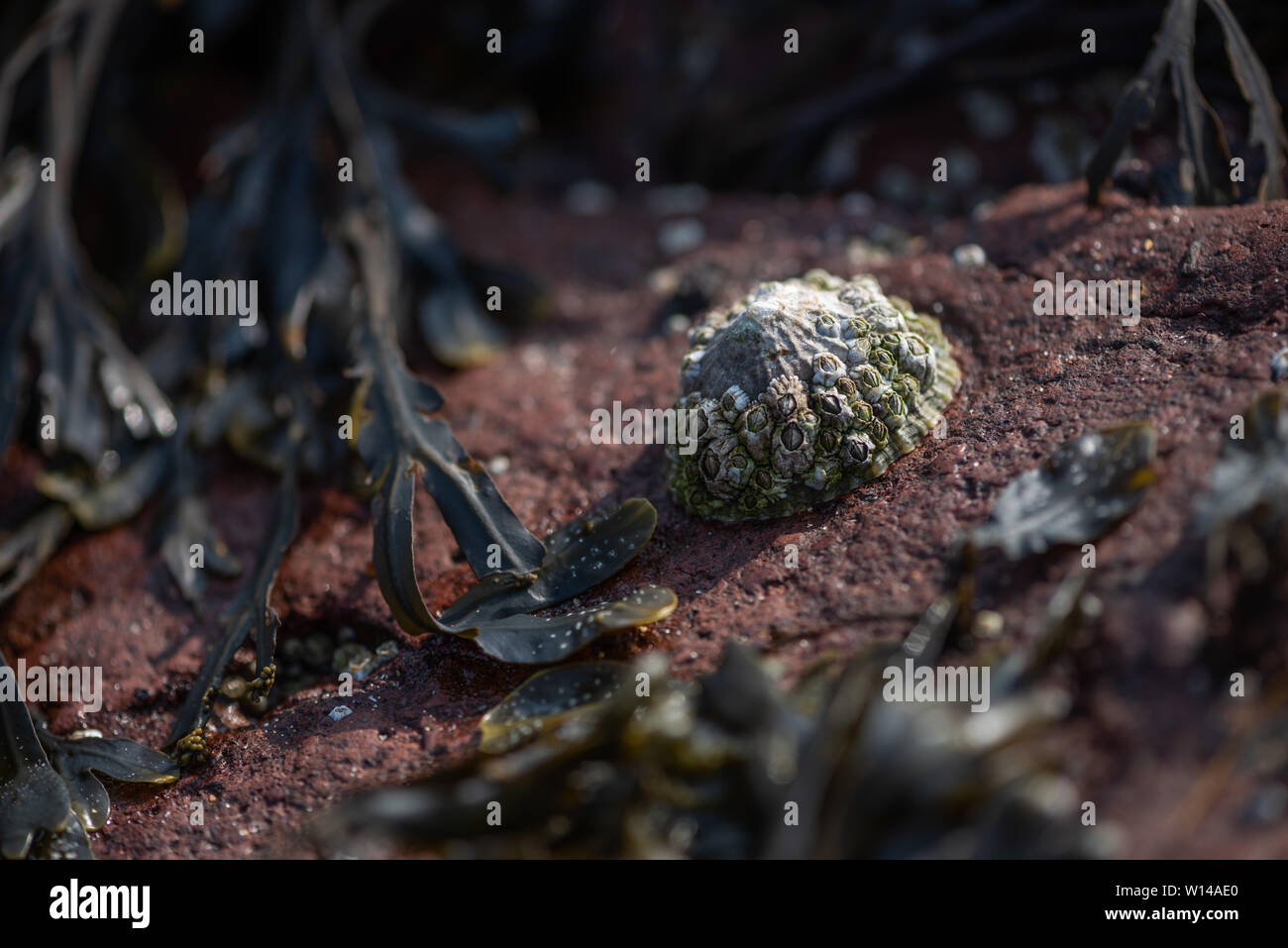 Limpet auf den Felsen, Seacliff Beach, North Berwick, Schottland Stockfoto