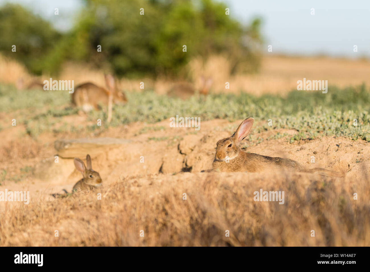 Europäische Kaninchen (Oryctolagus cuniculus) in der Nähe von Graben, Lleida, Katalonien, Spanien Stockfoto