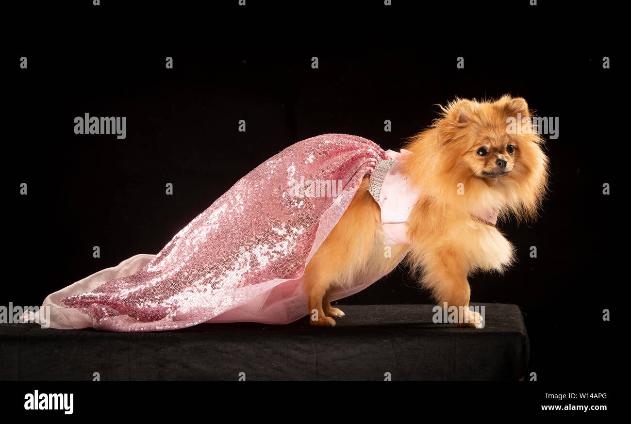 Tallulah der pomeranian Hund trägt ein Pageant dress während des Furbabies Dog Show in Wetherby, Yorkshire. Stockfoto