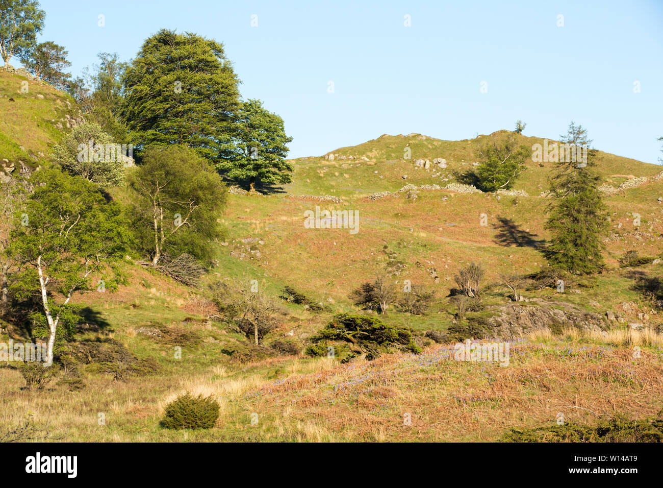 Grobe Weide in der Nähe Tarn Howes in der Nähe von Ambleside, Lake District, England. Stockfoto