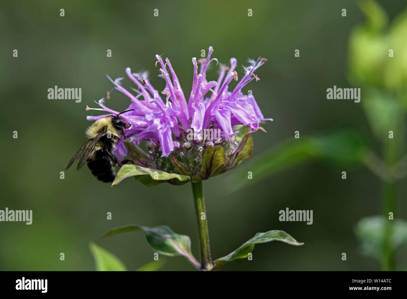 Hummel auf Biene Balsam im Garten. Es ist mit über 250 Arten in der Gattung Bombus, Teil der Apidae, einer der Biene Familien. Stockfoto