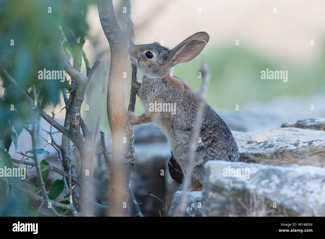 Europäische Kaninchen (Oryctolagus cuniculus) essen Blatt und Zweig der Celtis Australis, Lleida, Katalonien, Spanien Stockfoto