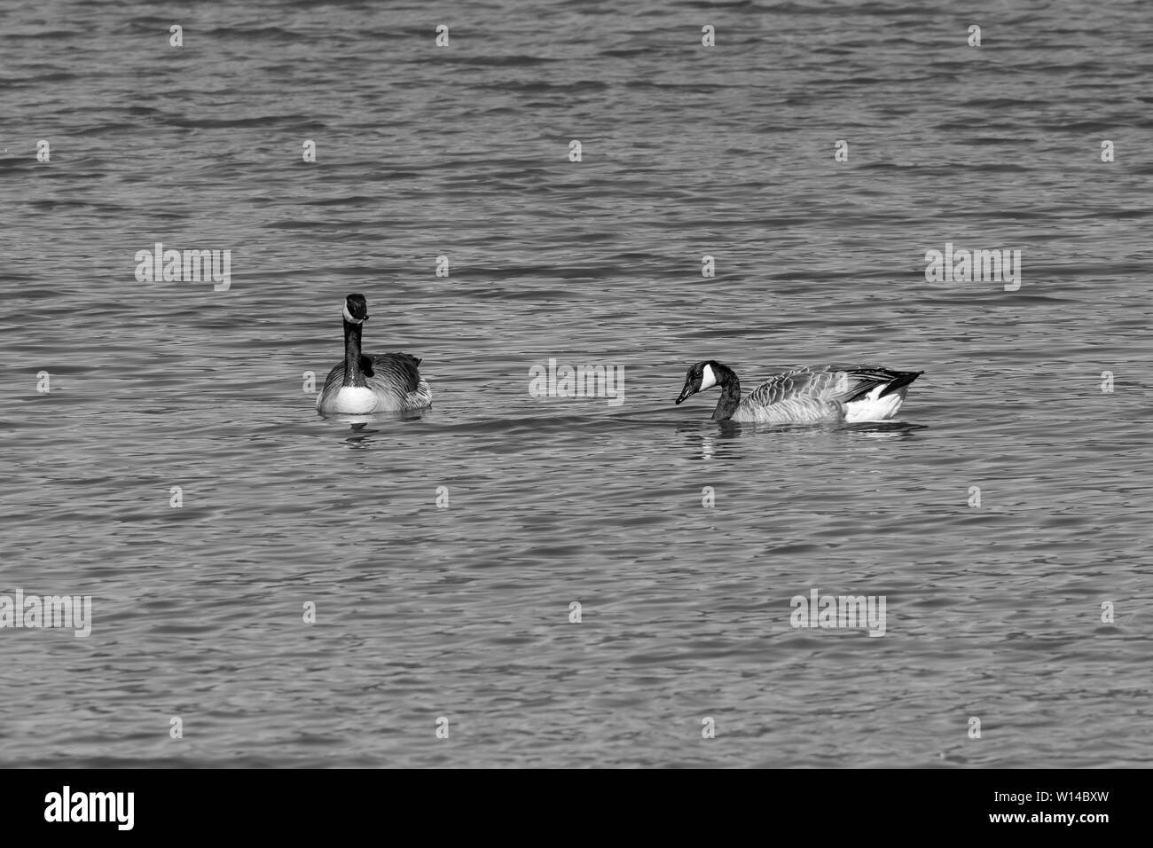 Kanada Gans - Bernache du Canada (Branta canadensis), Auvergne, Frankreich. Stockfoto