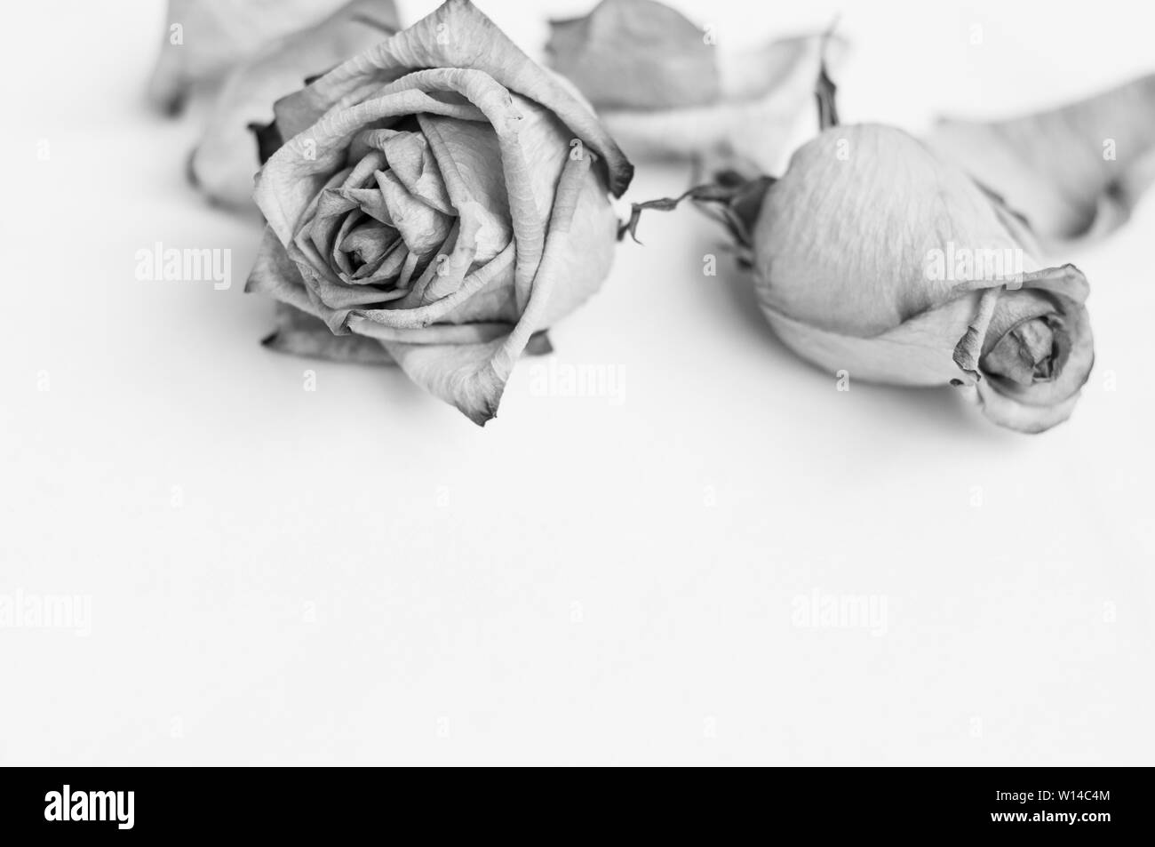 Fading rose. Tote rose Rosen Rahmen. verwelkte Rose Stockfoto