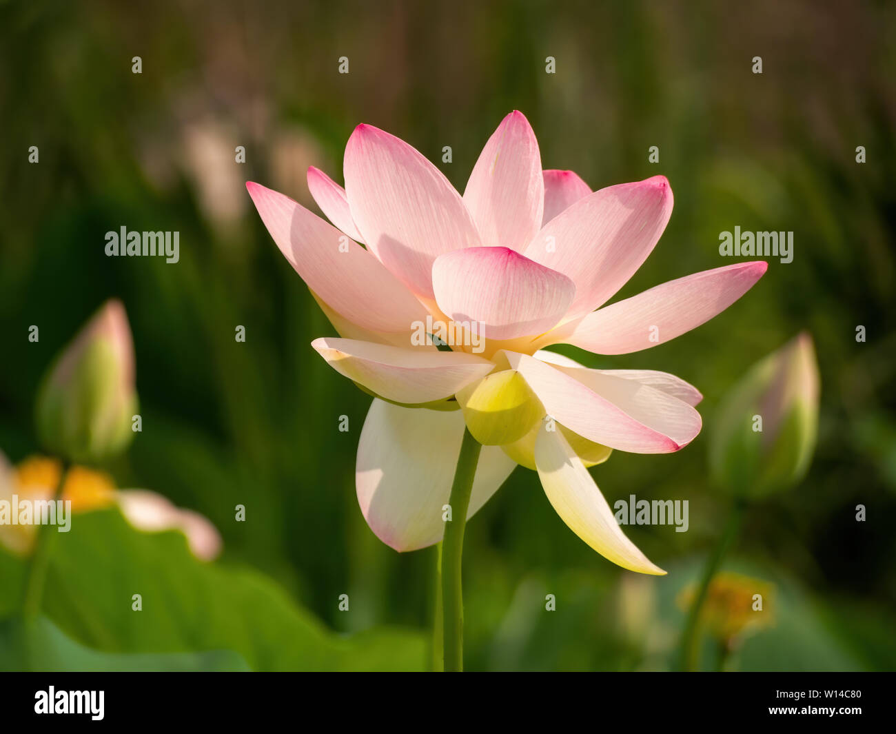 Nelumbo nucifera aka Indischen oder Heilige Lotus. Rosa Blume. Stockfoto