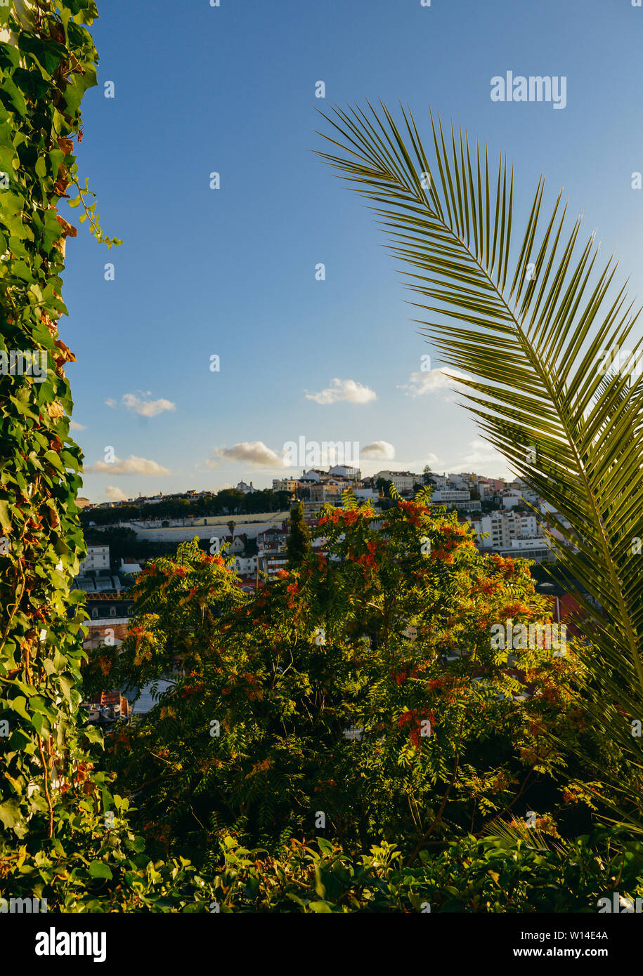 Palmen vor blauem Himmel, Palmen, mit Blick auf die Stadt im Hintergrund. Perfekt für Buch Cover Stockfoto