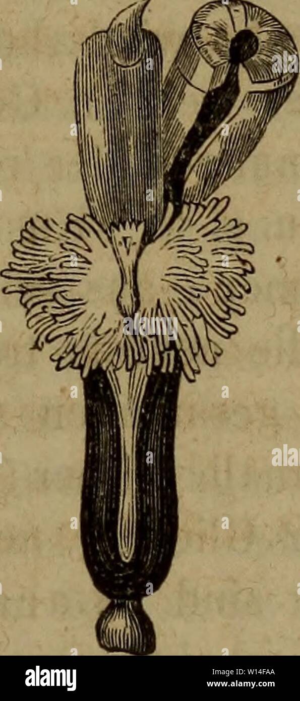 Archiv Bild von Seite 12 der Klassen und Ordnungen der sterben. Die Klassen und Ordnungen der Weichthiere (Malacozoa): wissenschaftlich dargestellt in Wort und Bild. dieklassenund 32186266 bron Jahr: 1862 fünfte Klasse. Prosopocephala Larvenköpfe: n. (Schaufelfüsser, Meerzähne.) Mit Abb. XLV - XLVI. Abb. 35. Schaale sterben. Das Thier. Dentalium L.I. Lektüre. 1. Geschichte und Namen. Sterben oder "Meerzähne Elephanten-Zähnlein', Entalium und Dentalis, waren wenigstens den konchylien-Sammlern der letzten Jahr-hunderte wohl bekannt; d'Argenville (1757) und als Fleurieau de Bellevue (1802) und Stockfoto