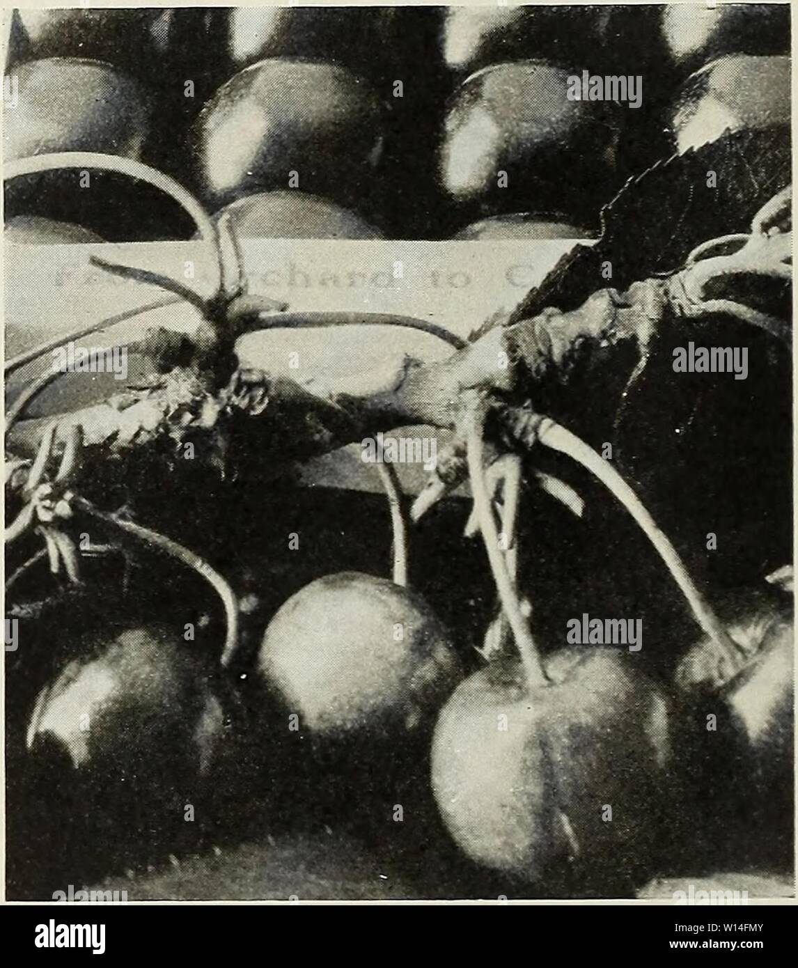 Archiv Bild von Seite 13 der beschreibenden Katalog von zuverlässigen. Beschreibender Katalog der zuverlässigen Obst- und Zierbäume: Rosen und Palmen, Reben und Sträucher zu den vorherrschenden Bedingungen von Boden und Klima an der Westküste zusammen mit der Bepflanzung und kulturelle Hinweise angepasst. descriptiveillus 1926 fanc Jahr: 1926 Birne, die WEINBLÜTE AUF QUITTE Grundton die wunderbare Ernte. Sie sind regelmäßige und produktivsten Träger die Quitte Obwohl eine Frucht, lang und weit verbreitet in vielen Gebieten angebaut, die Quitte nie kommerzielle Rang im Obst Handel von Amerika erreicht hat. Dies ist etwas anomalou Stockfoto