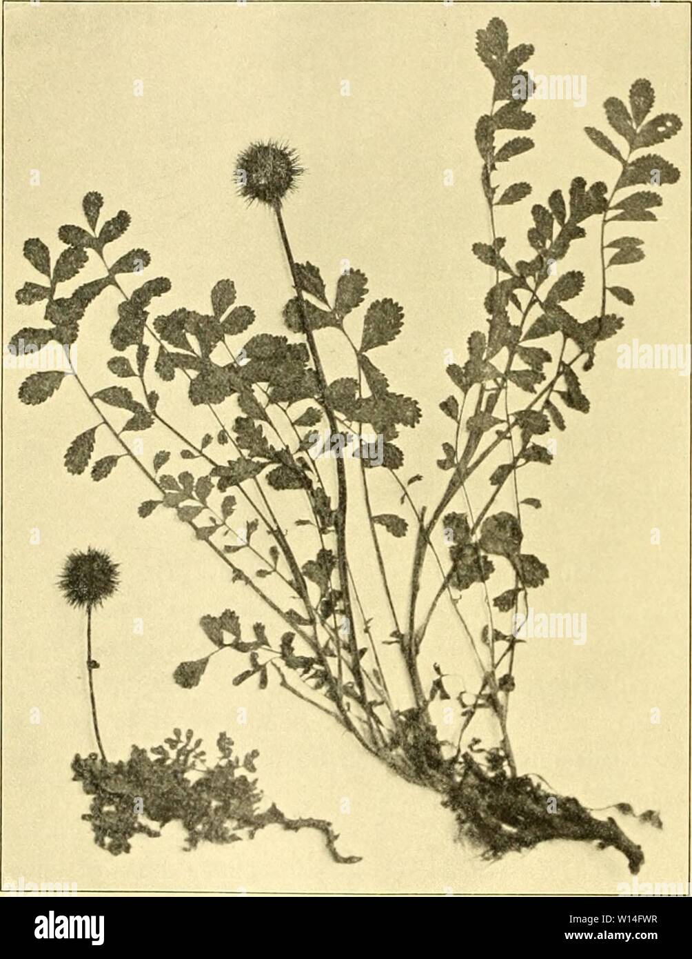 Archiv Bild von Seite 13 der Deutschen Südpolar-Expedition, 1901-1903, im, Aufträge. Deutsche Südpolar-Expedition, 1901-1903, im, Aufträge des Reichsamtes des Innern. deutschesdpola 83 5Mose Jahr: 1911 230 Deutsche Südpolar-Expedition. Blätter nicM wie dort aufrecht stehen, sondern ebenfalls flach am Boden liegen. Dagegen sind die Blättchen etwas stärker in der Mittelrippe zusammengeneigt als bei 1. Der enorme Unterschied in den Größenverhältnissen ergibt sich aus folgender Nebeneinanderstellimg: Nr. 1 Höhe der Pflanze (im natürhcher Stellung) 320 mm') Länge des ganzen Blattes bis 215 mm Länge d Stockfoto